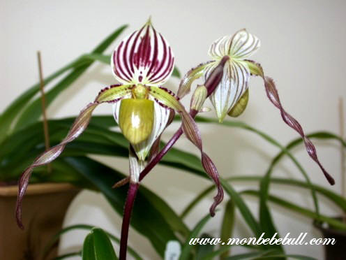 Paph philippinense 2.jpg